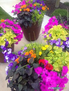 several potted plants with different colored flowers in them