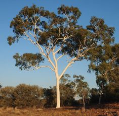 a large white tree sitting on top of a dry grass field under a blue sky