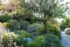 a garden filled with lots of different types of flowers and plants next to a tree