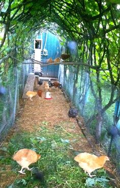 several chickens are walking around in an enclosed area with grass and trees on either side