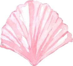 a pink scallop shell is shown on a white background for use as an illustration