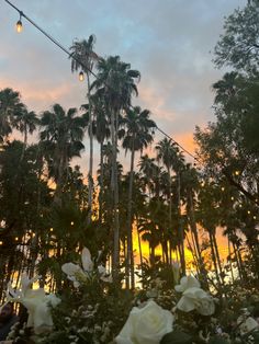 the sun is setting behind palm trees and white flowers in front of some street lights