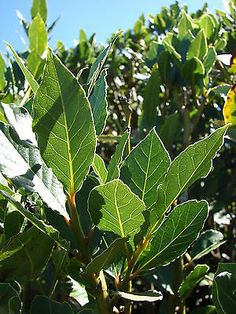 the leaves of a tree are green with yellow flowers in the foreground and blue sky in the background