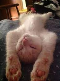 a white cat laying on its back with it's head resting on the pillow