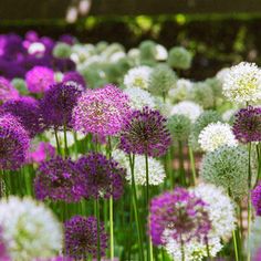 many purple and white flowers in a garden