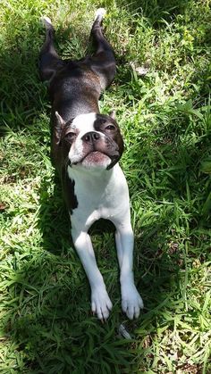 a small black and white dog laying in the grass