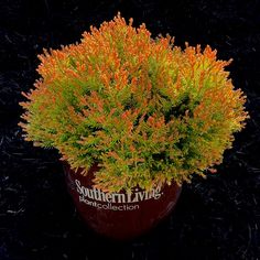 an orange and yellow plant in a red pot