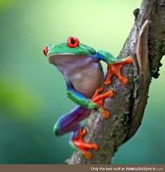 a red - eyed tree frog climbing on a branch