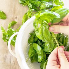 someone is picking basil leaves from a strainer