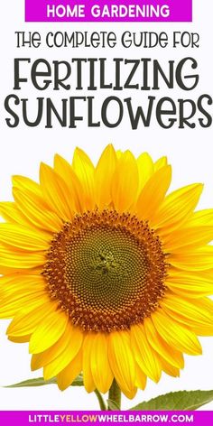 the complete guide for fertiizing sunflowers