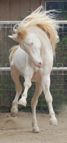 a white horse with blonde hair running in an enclosed area