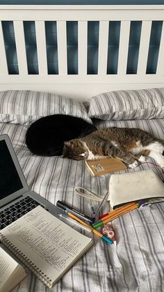 two cats laying on a bed next to an open book and laptop computer with books nearby