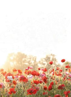 a field full of red and white flowers with the sun in the distance behind them