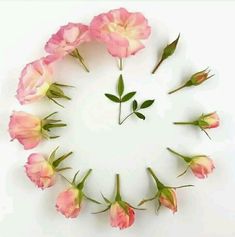 pink flowers arranged in a circle on a white background