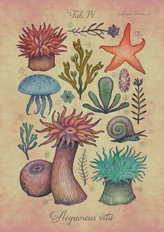 an illustration of sea life with starfish, corals and other plants on parchment paper