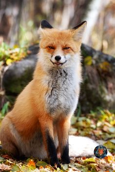 a red fox sitting on top of leaves in the woods