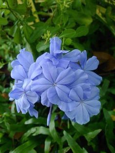 some blue flowers are growing in the grass