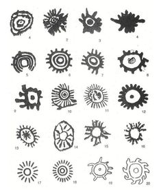 the different types of sunflowers are shown in black and white, as well as numbers