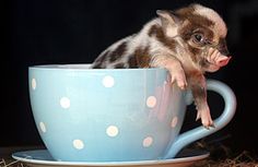 a small animal sitting inside of a blue cup on top of a saucer with white polka dots