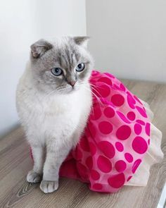 a gray and white cat sitting on top of a wooden table next to a pink ball