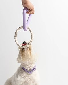 a small white dog with a purple ring on its head, being held by a person's hand