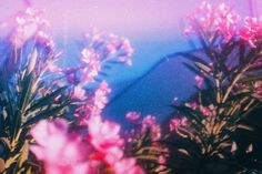 some pink flowers are in the foreground and a blue sky is in the background