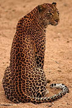 a large leopard sitting on top of a dirt field