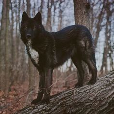 a black and white dog standing on top of a tree branch in the woods next to some trees