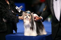 a small dog being groomed by its owner at the westminster dog show in london