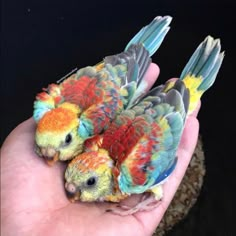 two small colorful birds sitting on top of each other's palms in their hand