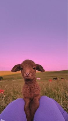 a baby sheep sitting on top of a purple object