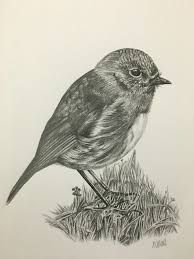 a pencil drawing of a bird sitting on top of some grass and looking at the camera