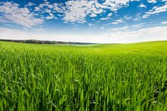 the green field is full of grass under a blue sky with clouds in the background