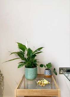 two potted plants sitting on top of a glass table