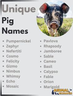 an animal id card with the names of different animals in english and spanish on it