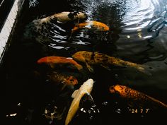 several koi fish are swimming in the water