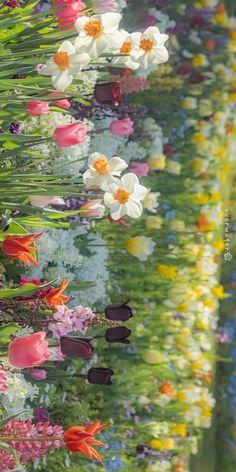 colorful flowers are growing on the side of a wall with green grass and other plants