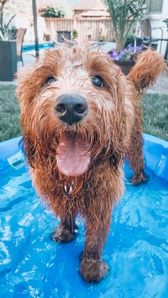 a wet brown dog standing on top of a blue pool