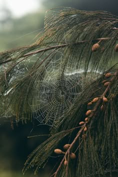 a spider web is hanging from a pine tree