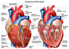 the anatomy of the heart with labels