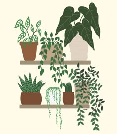 several potted plants are sitting on the shelves in front of each other, one is green