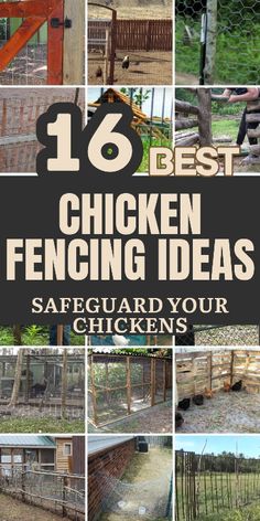 chicken fencing with the words, 16 best chicken fencing ideas safeguard your chickens '