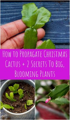 how to propagate christmas cactus + 2 secrets to big, blooming plants