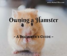 a brown hamster sitting on top of a floor next to the words, owning a hamster a beginner's guide