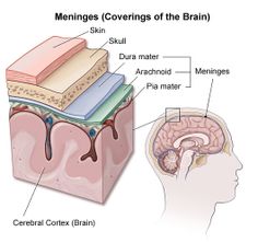 an image of meninges coverings of the brain and cerebral cord