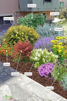 a garden with different types of flowers and plants labeled in the words on each side