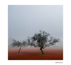 two trees standing in the middle of a field on a foggy, overcast day