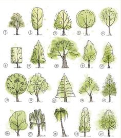 trees are shown in various stages of growth and sizes, including the top one with green leaves