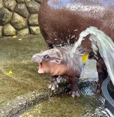 an animal that is drinking water out of a bucket with it's mouth open