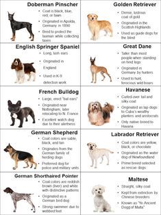 the different breeds of dogs are shown in this chart, which includes english and german shepherds